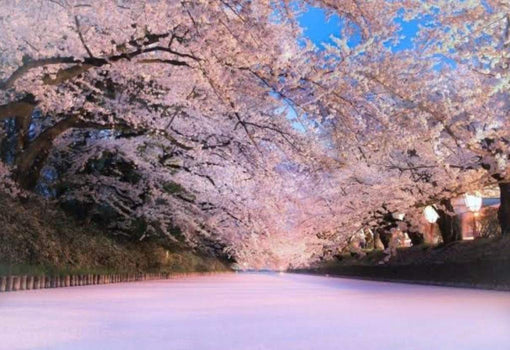 Fantastic sakura world of Aomori!
