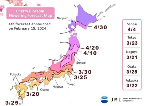 2024 Japan Cherry Blossom Forecast!