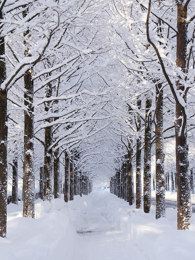 Pre-Wedding Photo Package in Kanazawa Premium