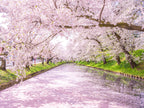 Marriage Proposal in Hirosaki