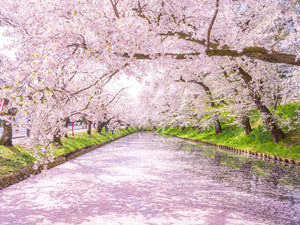 Marriage Proposal in Hirosaki