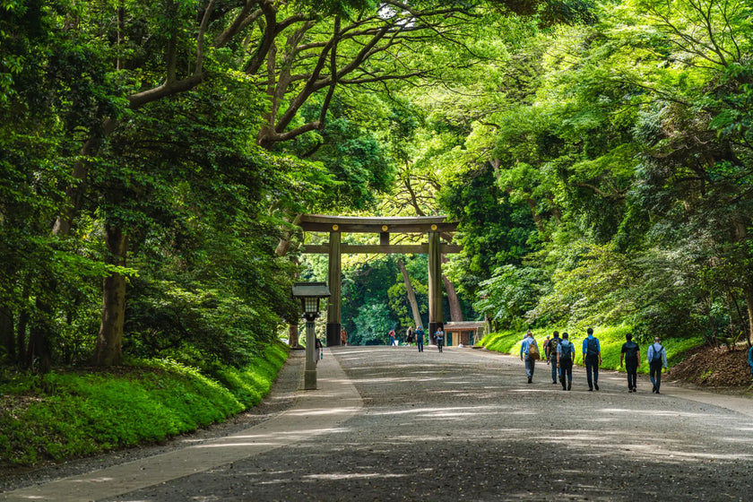Marriage Proposal in Meiji Shrine, Tokyo