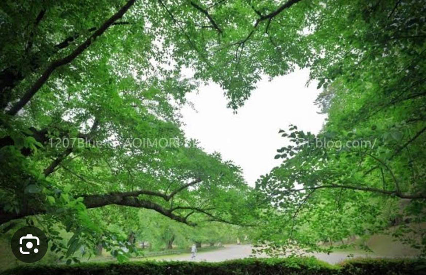 青森 Pre-Wedding Photo Package in Aomori