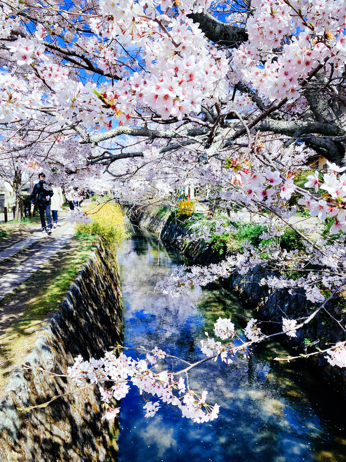 Japan Cherry Blossom Journey 2026
