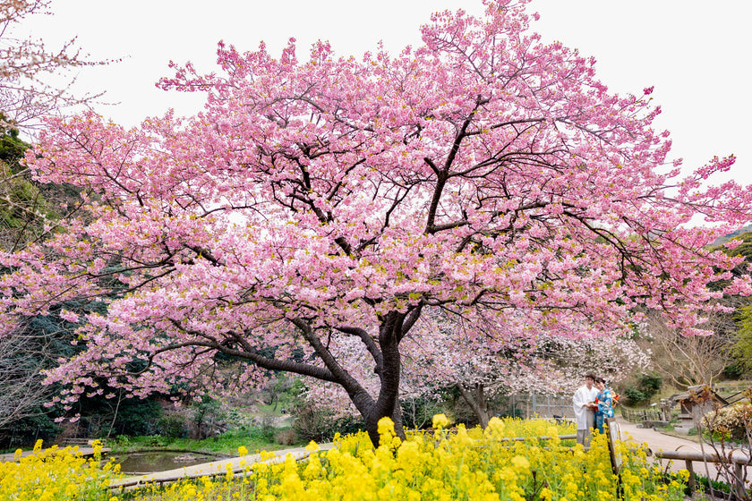 山口 Pre-Wedding Photo Package